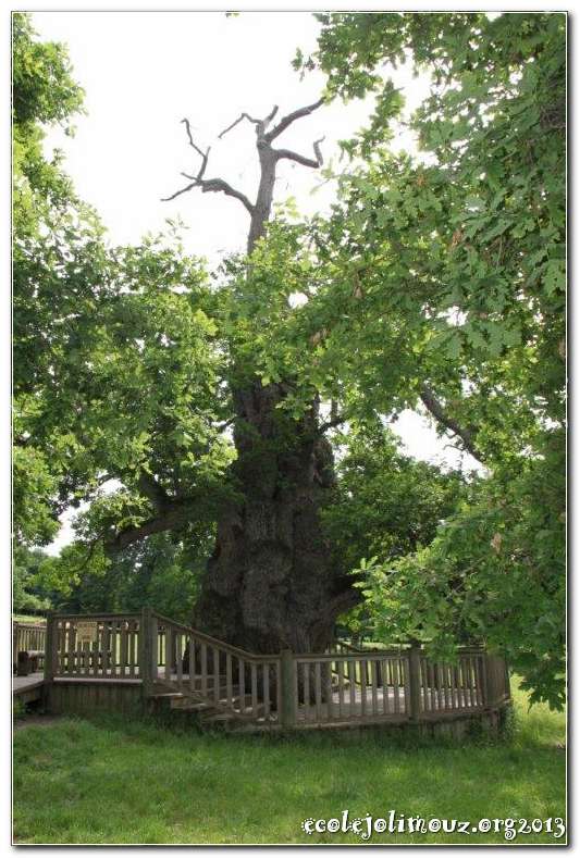 Broceliande2013_0022