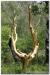 Broceliande2013_0011
