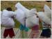 Kermesse201406-264