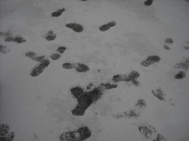 La neige à l'école