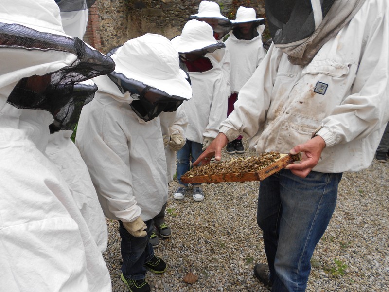 abeilles 1